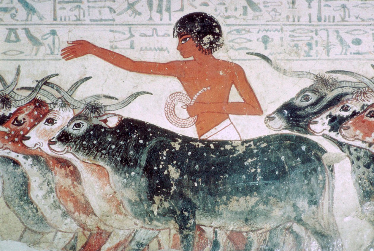Rinder zur Inspektion gebracht: Wandmalerei aus dem Grab von Nebamun Nr. 5, Ägypten, ca. 1350 v. Chr. von Unbekannt