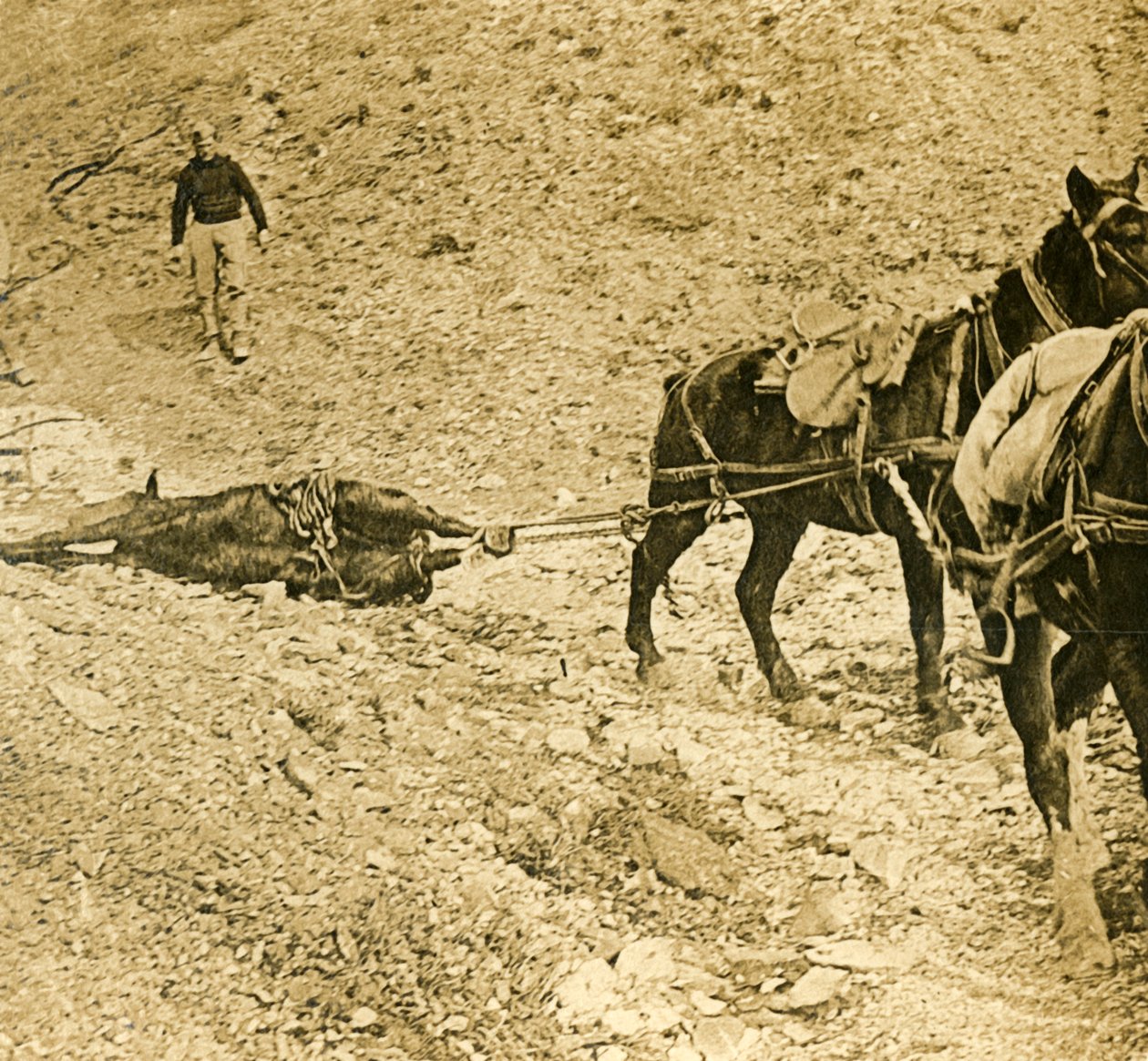 Schlachtfeld räumen, ca. 1914-1918 von Unbekannt