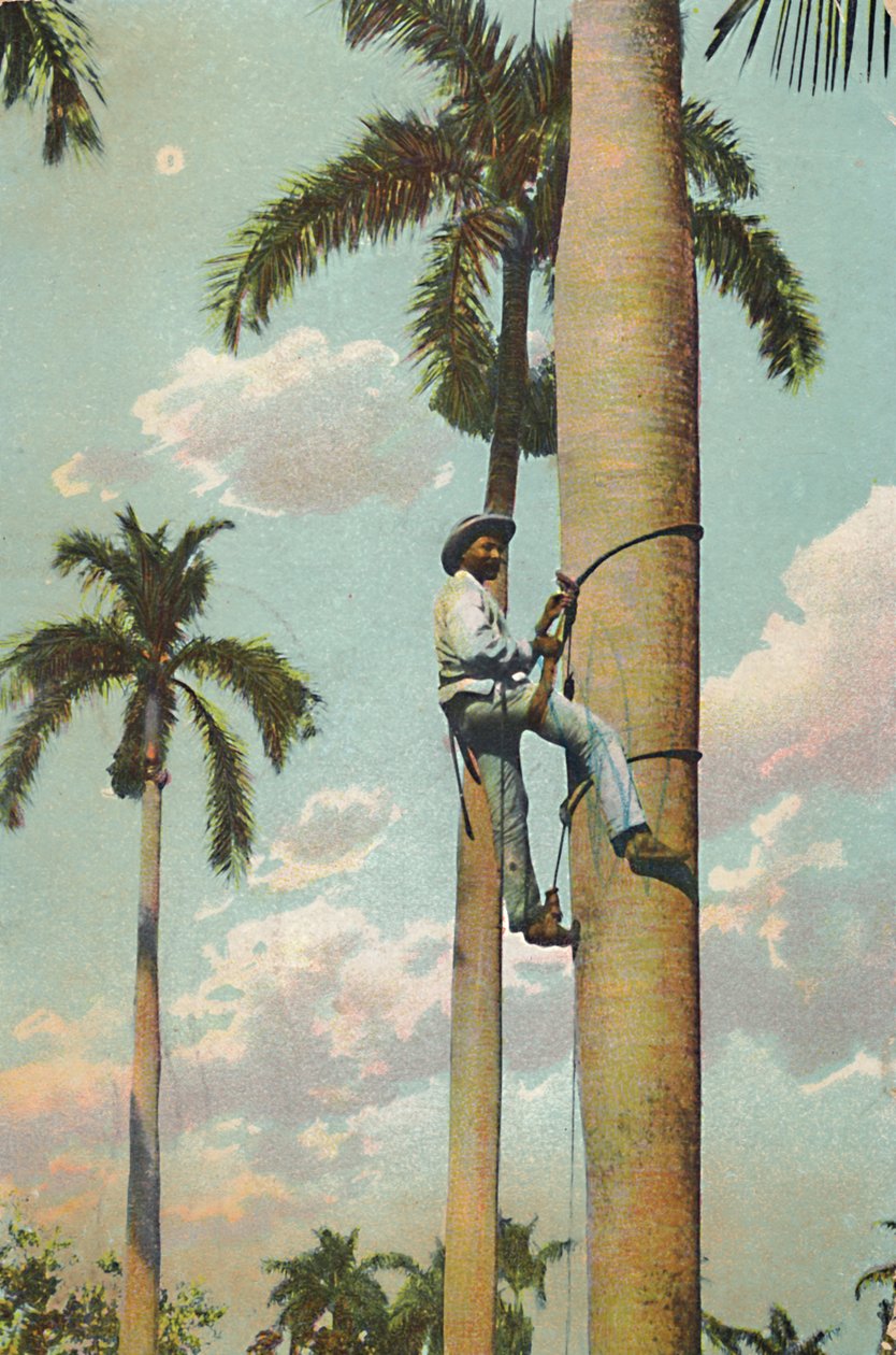 Klettern auf die Königspalme - Subiendo la Palma Real, 1910 von Unbekannt