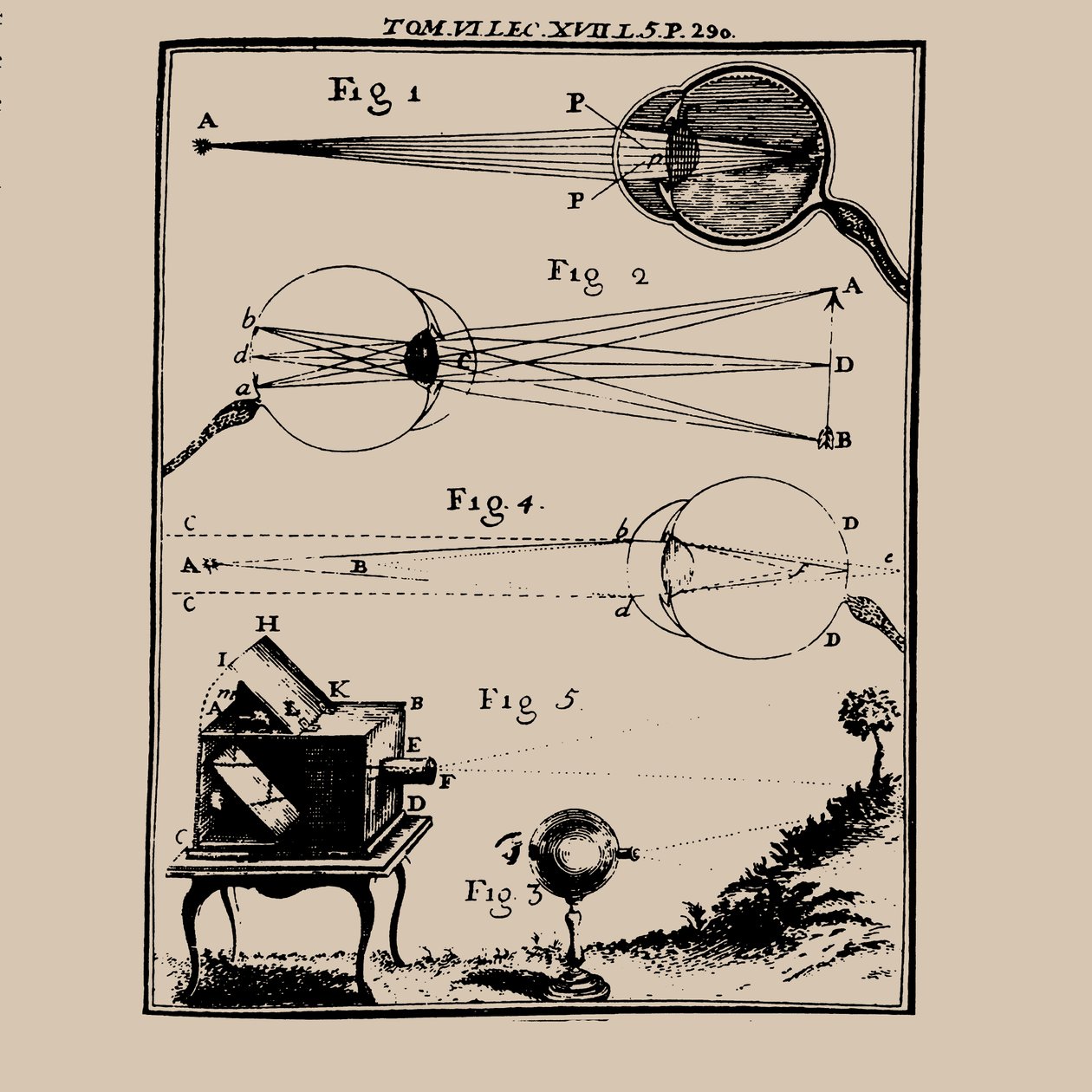 Vergleichende Darstellung des menschlichen Auges und der Camera Obscura, 18. Jahrhundert von Unbekannt