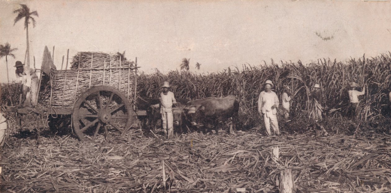 Corte de Canna. - Zuckerrohrernte. Kuba, um 1900 von Unbekannt