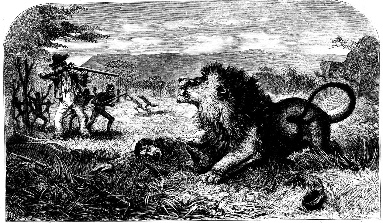 David Livingstone, von einem Löwen gerettet durch Mebalwe, einen einheimischen Schulmeister, 1857 von Unbekannt