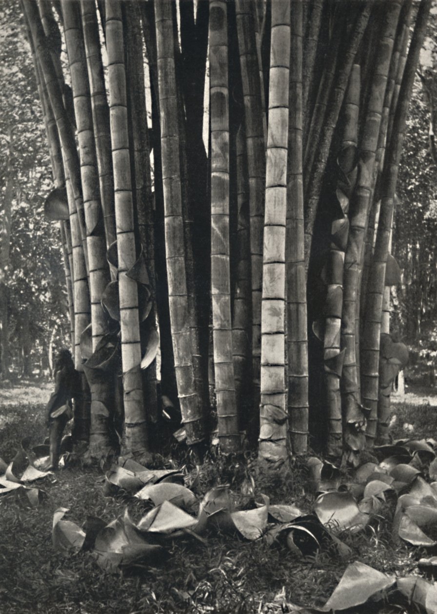 Der untere Teil der Halme einer Pflanze des Riesenbambus in Peradeniya, 1926 von Unbekannt
