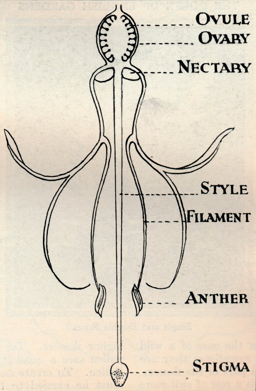 Diagramm einer Fuchsienblume, das den Mechanismus zur Samenproduktion zeigt, ca. 1934 von Unbekannt