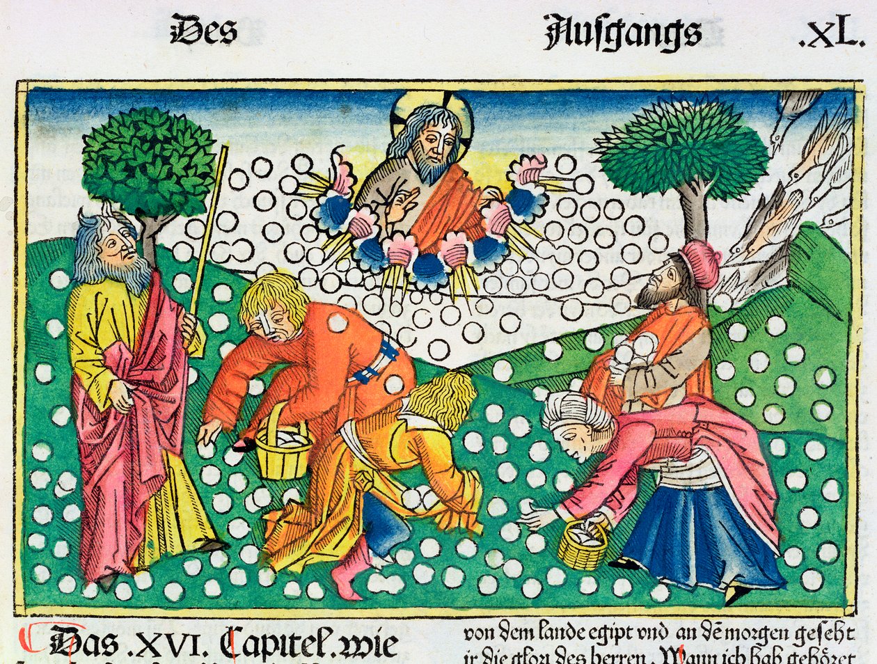 Exodus 16:13-22: Gott versorgt die Israeliten mit Wachteln und Manna von Unbekannt
