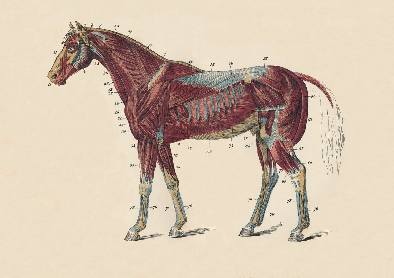 Äußere Muskeln und Sehnen des Pferdekörpers, ca. 1879 von Unbekannt