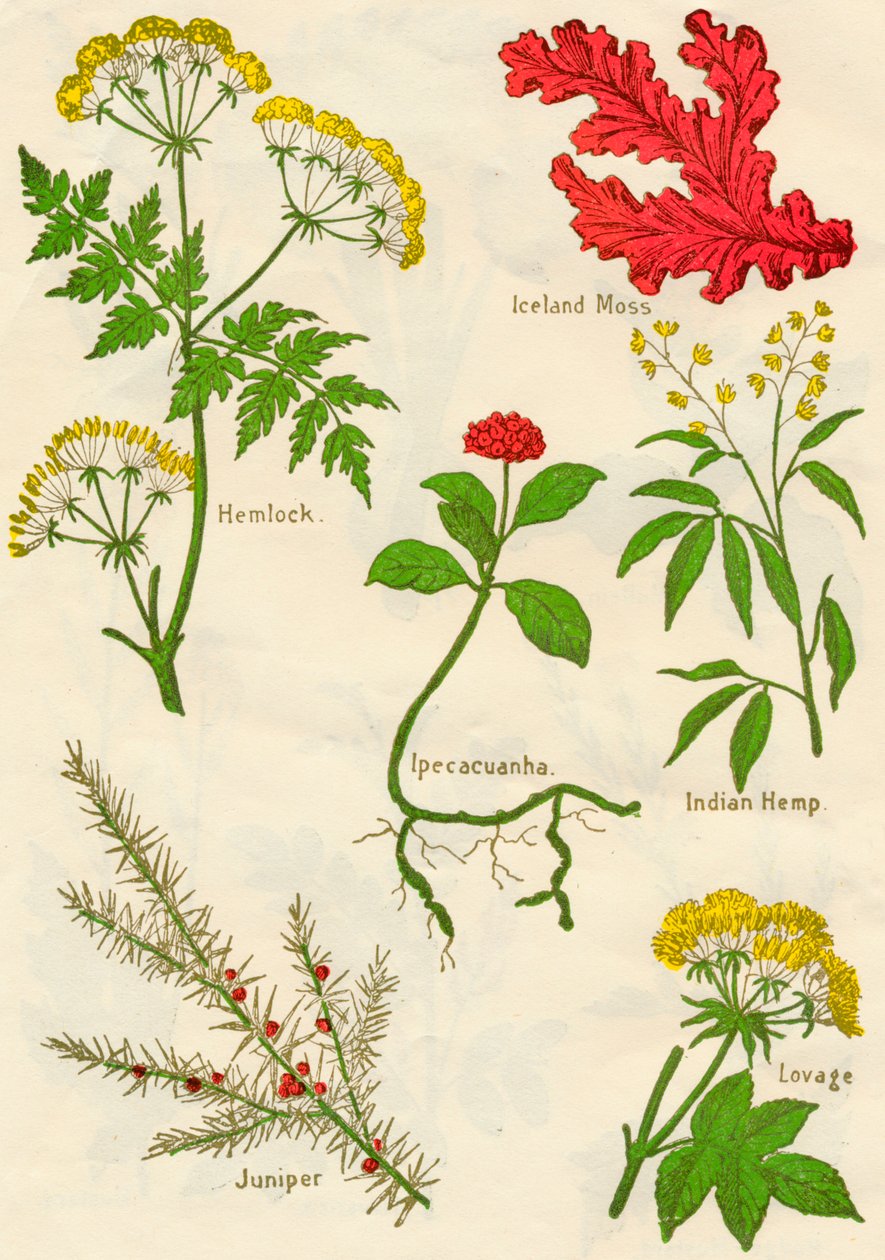 Blumen: Schierling, Islandmoos, Brechwurzel, Indischer Hanf, Wacholder, Liebstöckel, um 1940 von Unbekannt