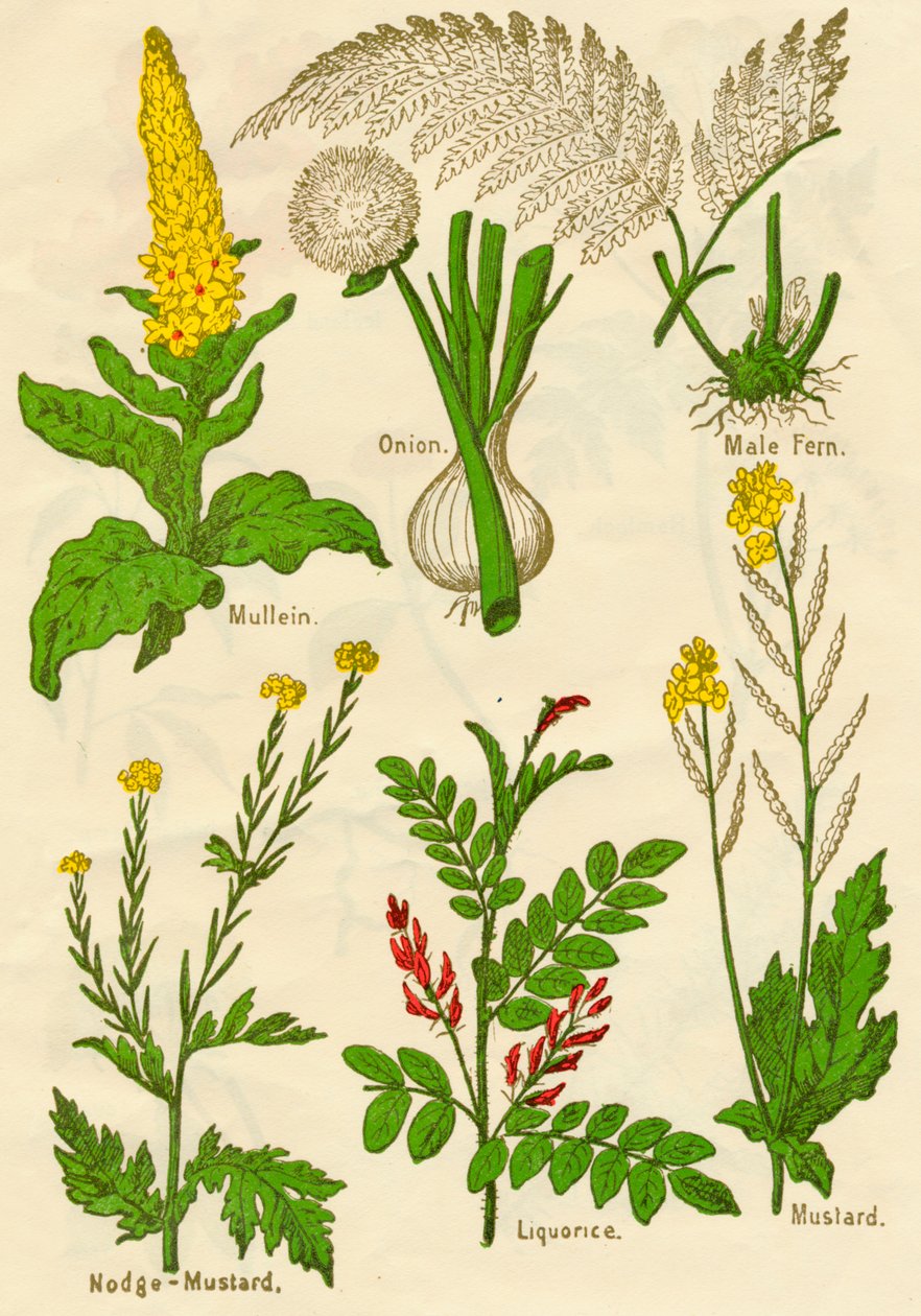 Blumen: Königskerze, Zwiebel, Männlicher Farn, Nodge-Senf, Süßholz, Senf, um 1940 von Unbekannt
