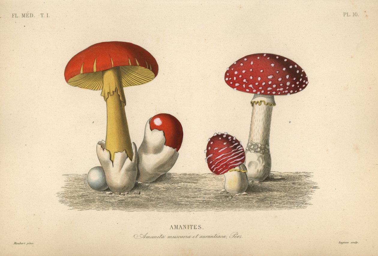 Fliegenpilz, Amanita muscaria, Kaiserpilz, Amanita aurantiaca von Unbekannt