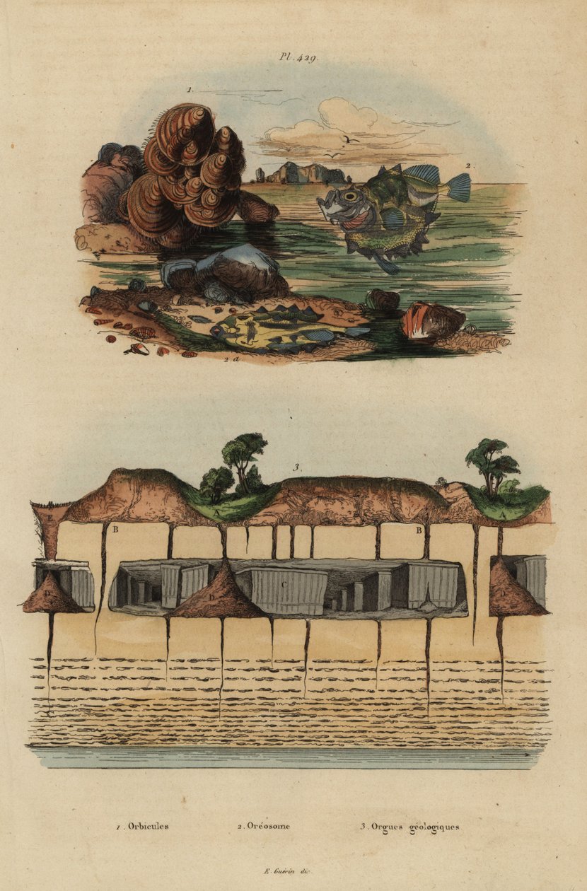 Fossile Brachiopoden, Discinisca lamellosa 1, Ochsenaugen-Oreo, Oreosoma atlanticum 2, und unterirdische geologische Organe in Saint Pierre 3 von Unbekannt