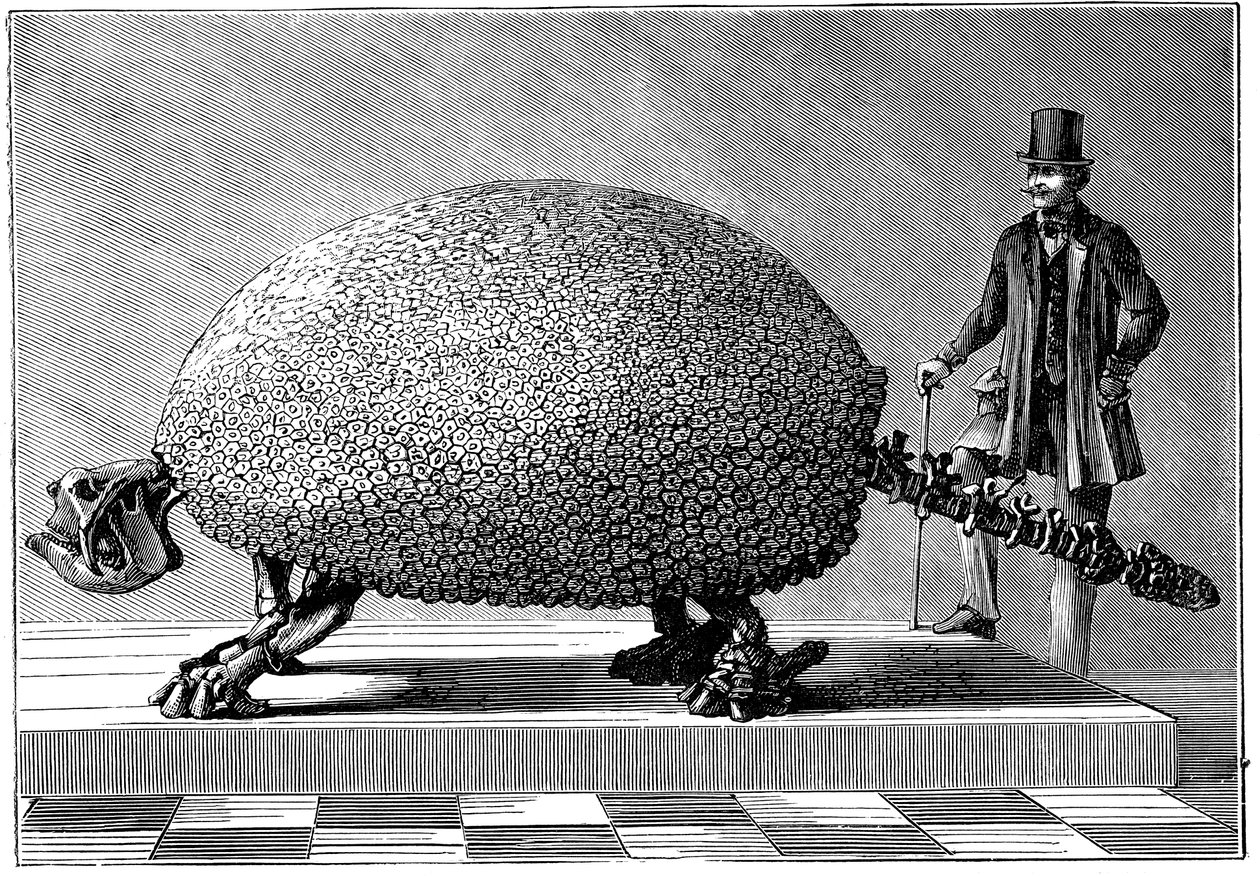 Fossil eines riesigen Gürteltieres aus Südamerika, um 1890 von Unbekannt