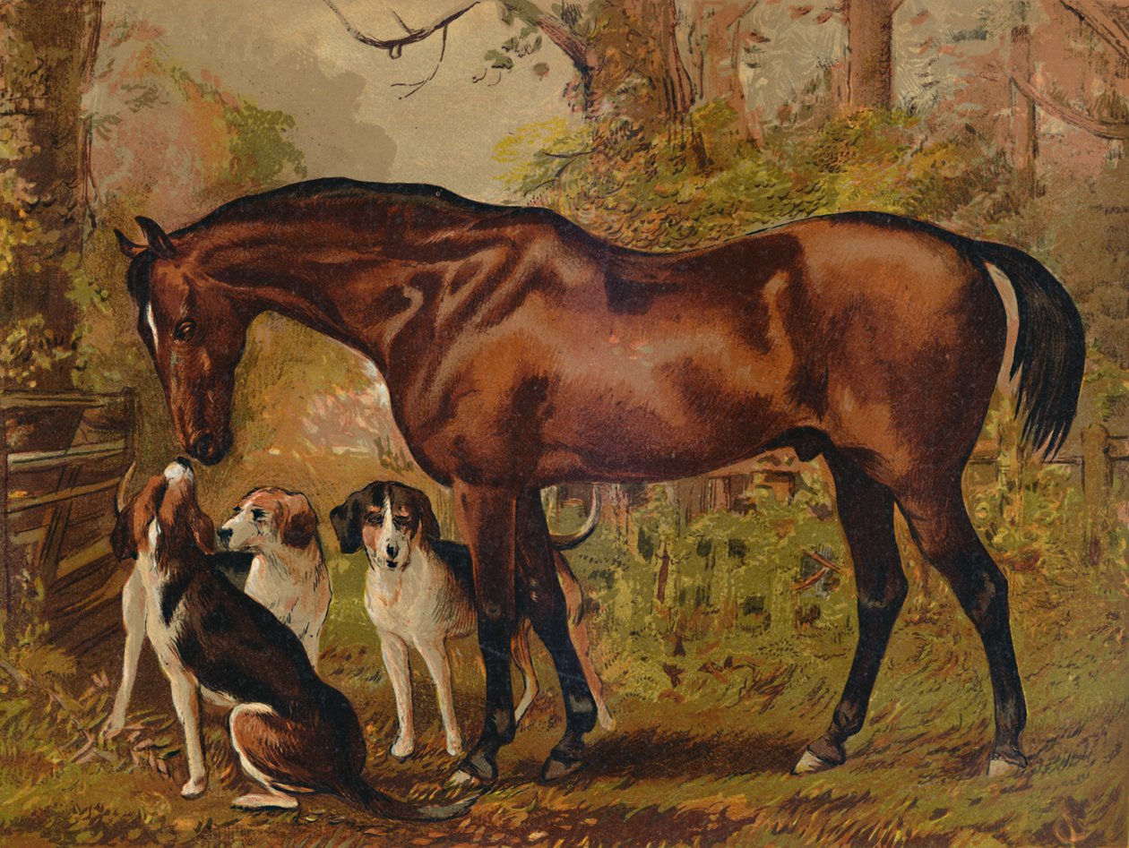 Freemason - Lieblingsjäger des verstorbenen Hugo Meynell Ingram Esq., um 1879 von Unbekannt