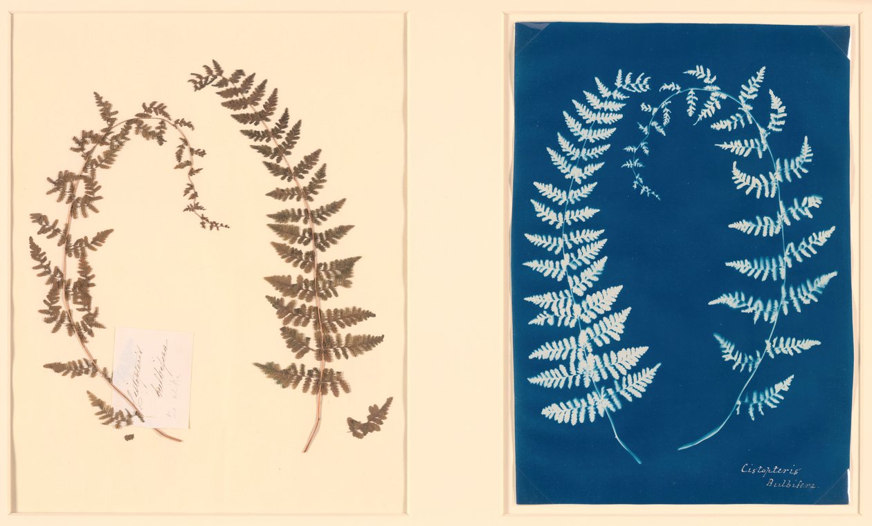 Aus dem Hatton-Farn-Album, ca. 1850 von Unbekannt
