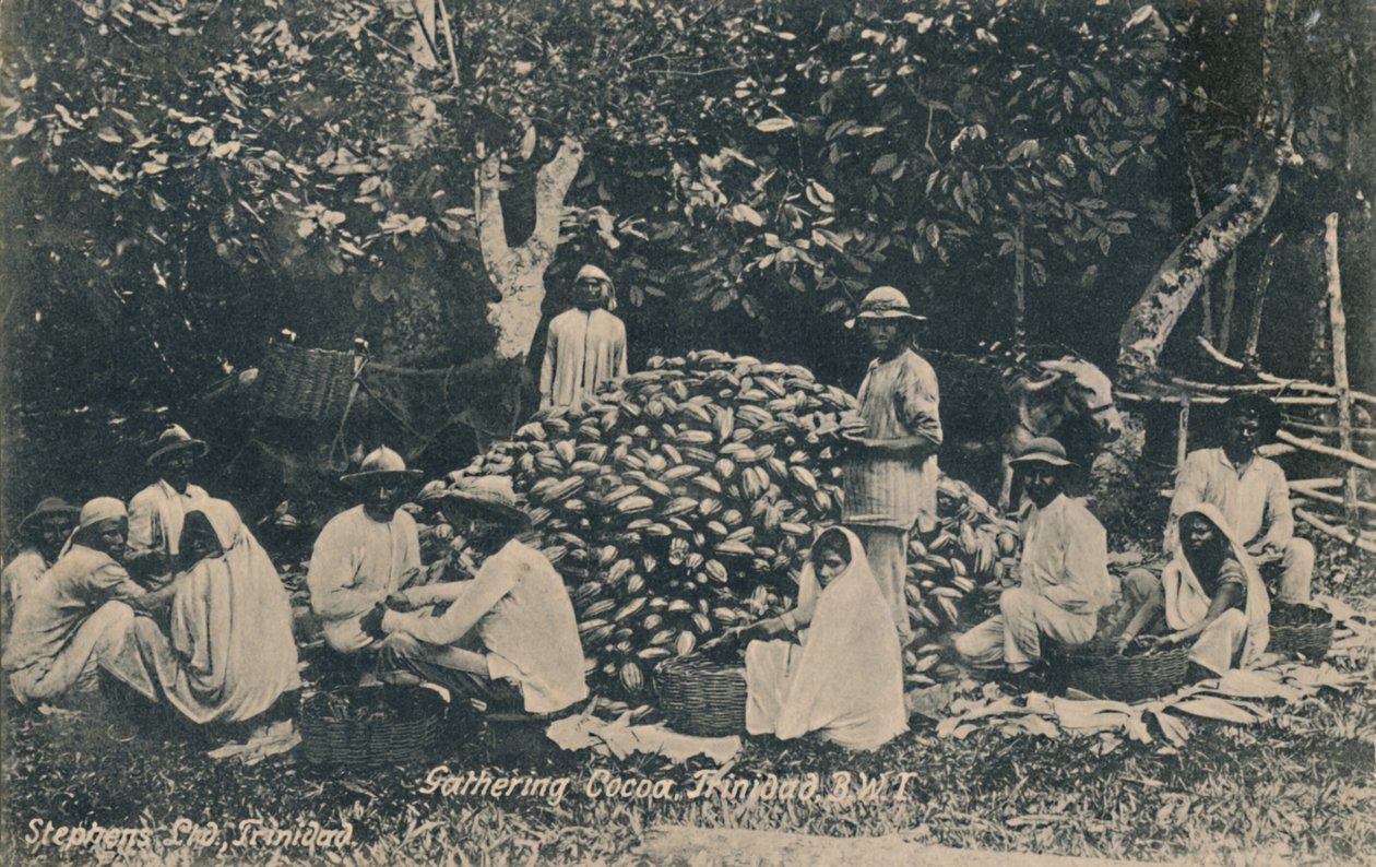Kakaoernte, Trinidad, B.W.I., frühes 20. Jahrhundert von Unbekannt