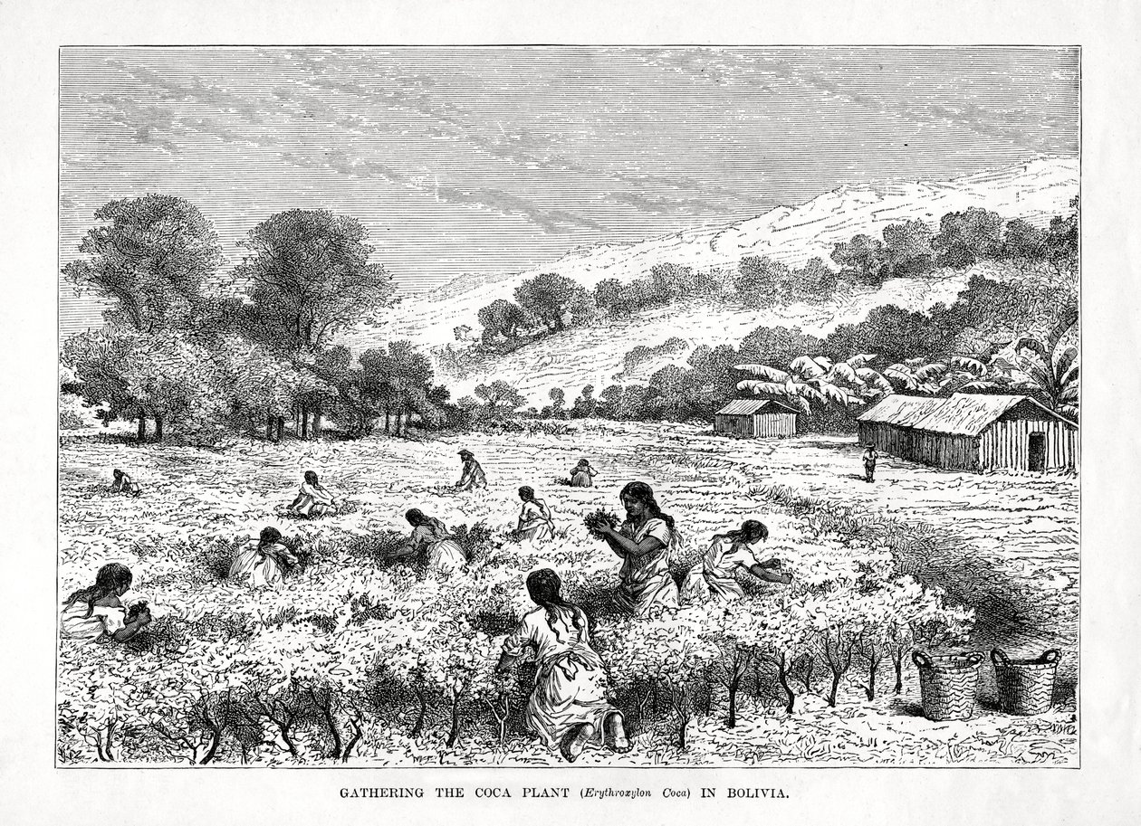 Ernte der Coca-Pflanze Erythroxylum coca in Bolivien, 1877 von Unbekannt