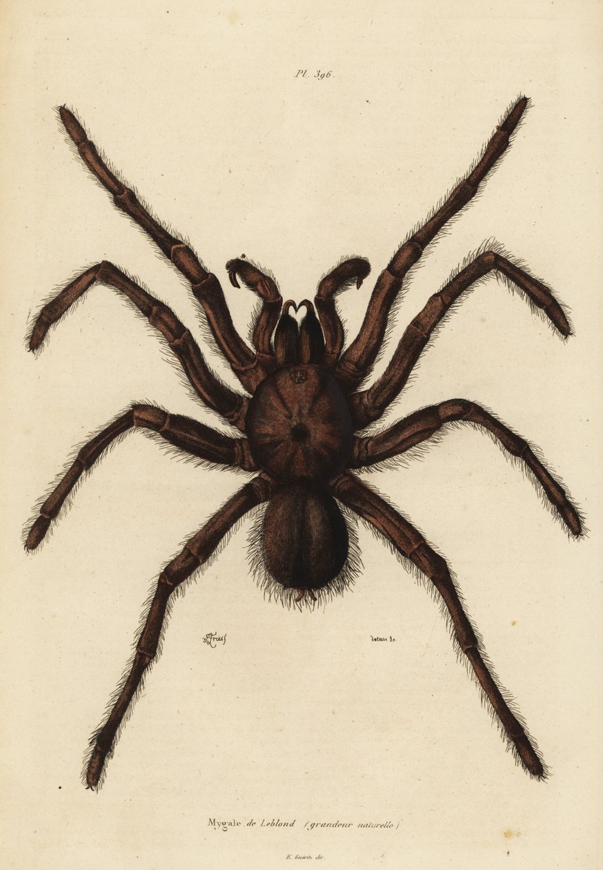 Goliath-Vogelspinne, Theraphosa blondi von Unbekannt