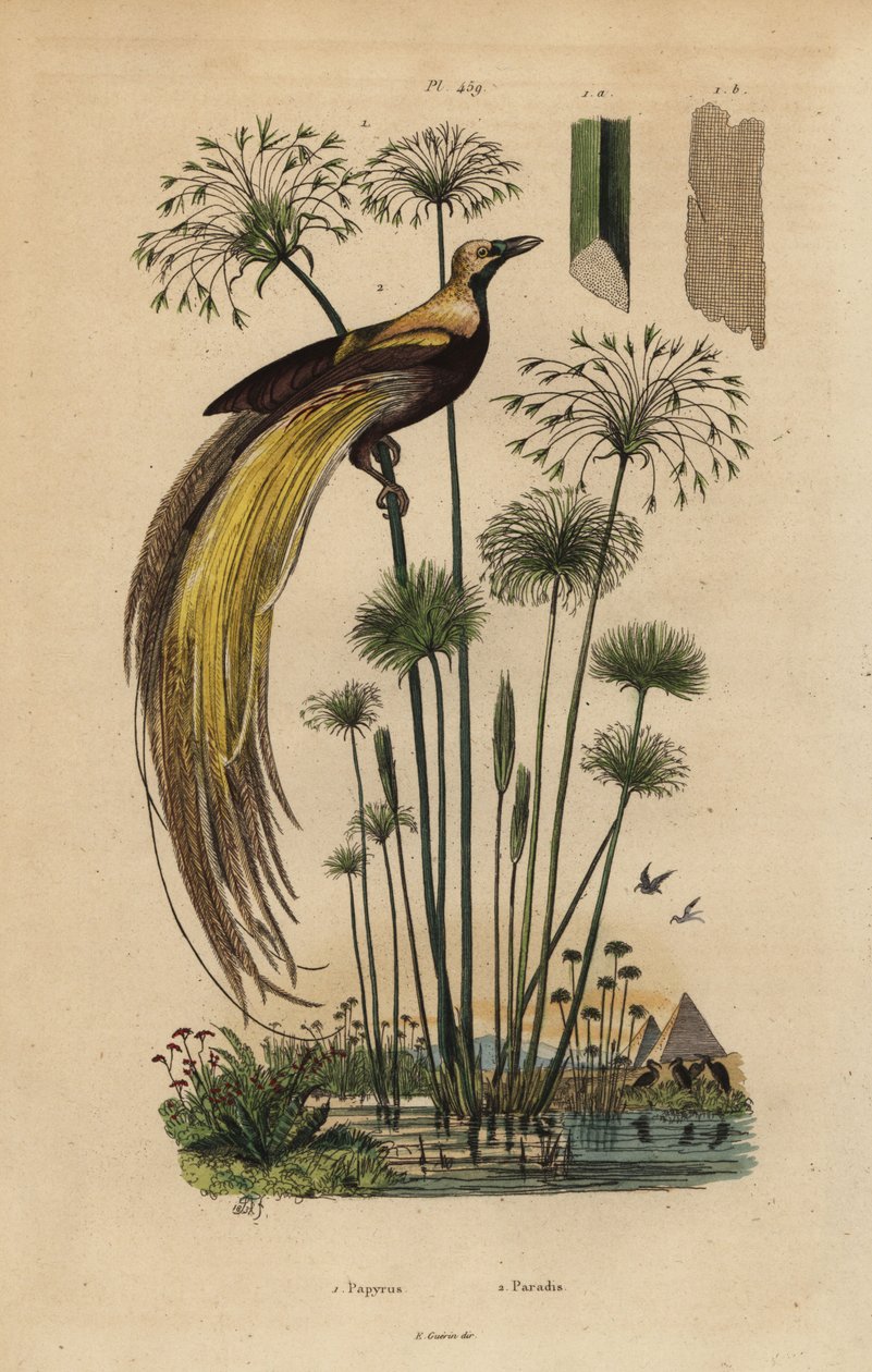 Großer Paradiesvogel, Paradisaea apoda, und Papyrusgras, Cyperus papyrus von Unbekannt