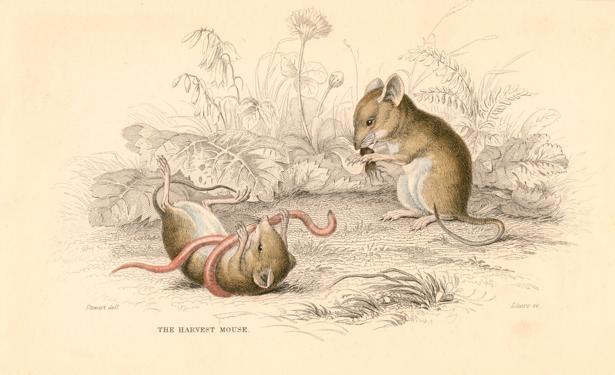 Erntemaus Micromys minutus der Alten Welt, 1828 von Unbekannt