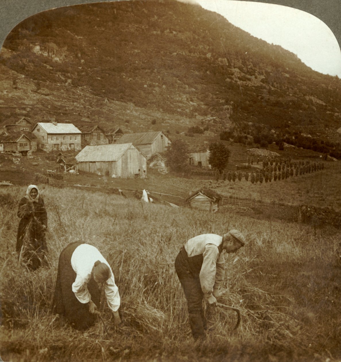 Gerste ernten auf einem Mindresunde-Bauernhof im Tal bei Olden, Norwegen, ca. 1905 von Unbekannt