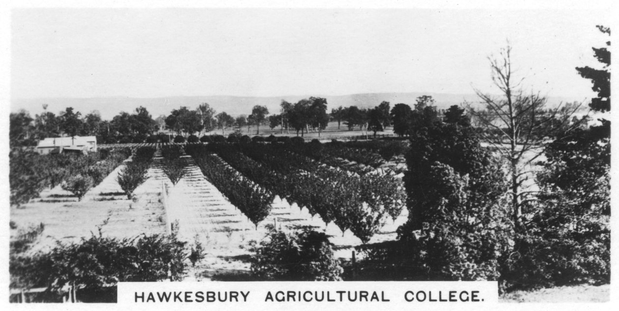 Hawkesbury Agricultural College, New South Wales, Australien, 1928 von Unbekannt