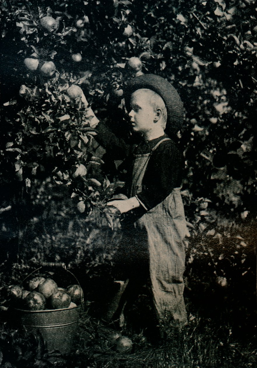 In einem der fruchtbaren Obstgärten Ontarios, um 1934 von Unbekannt