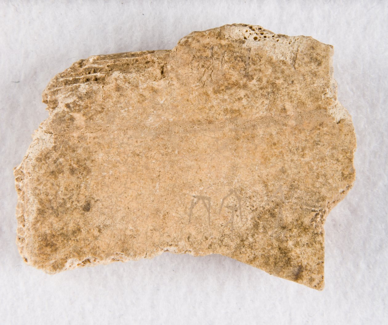 Beschriftetes Knochenfragment Orakelknochen, Späte Shang-Dynastie, ca. 1300-1050 v. Chr. von Unbekannt