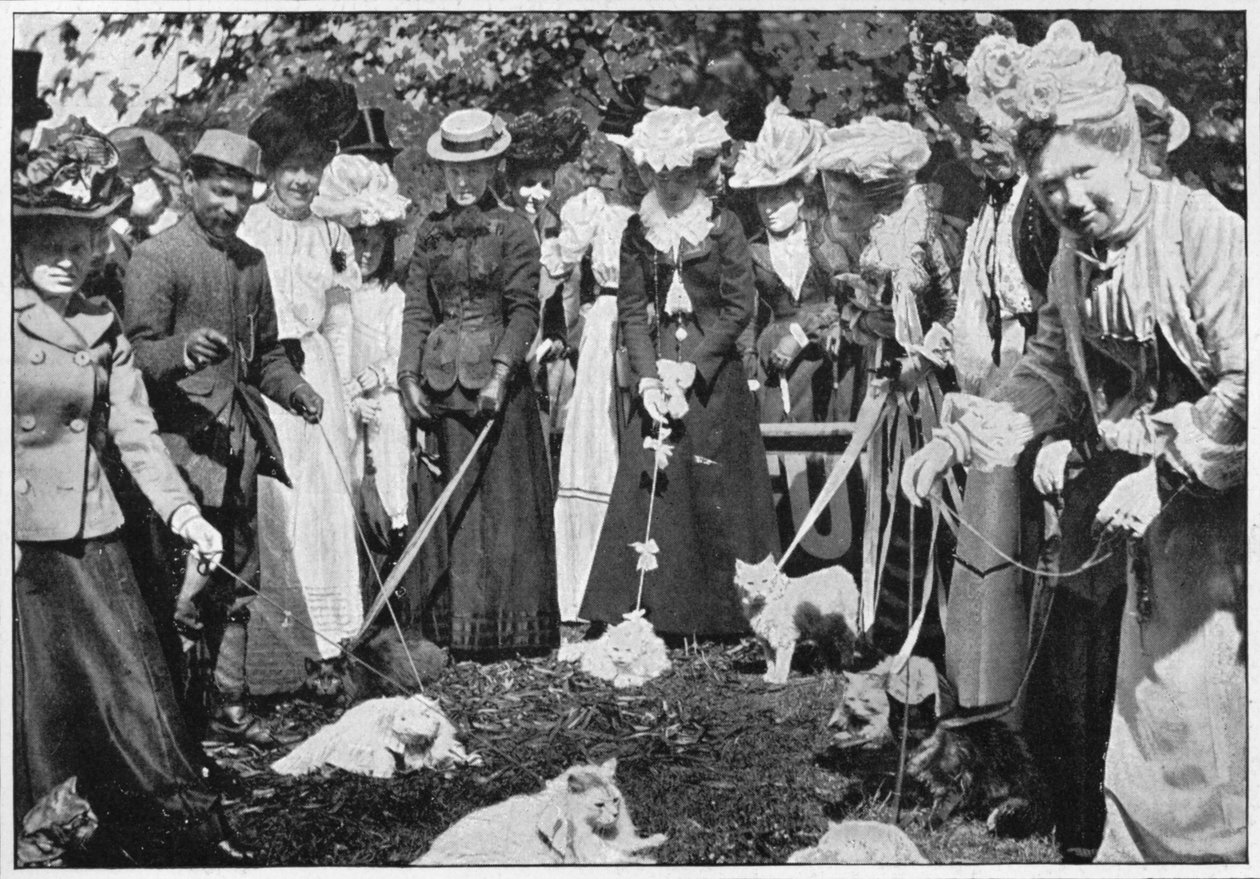 Katzenbewertung bei der Royal Botanic Gardens Show, Kew, London, ca. 1900-1901 von Unbekannt