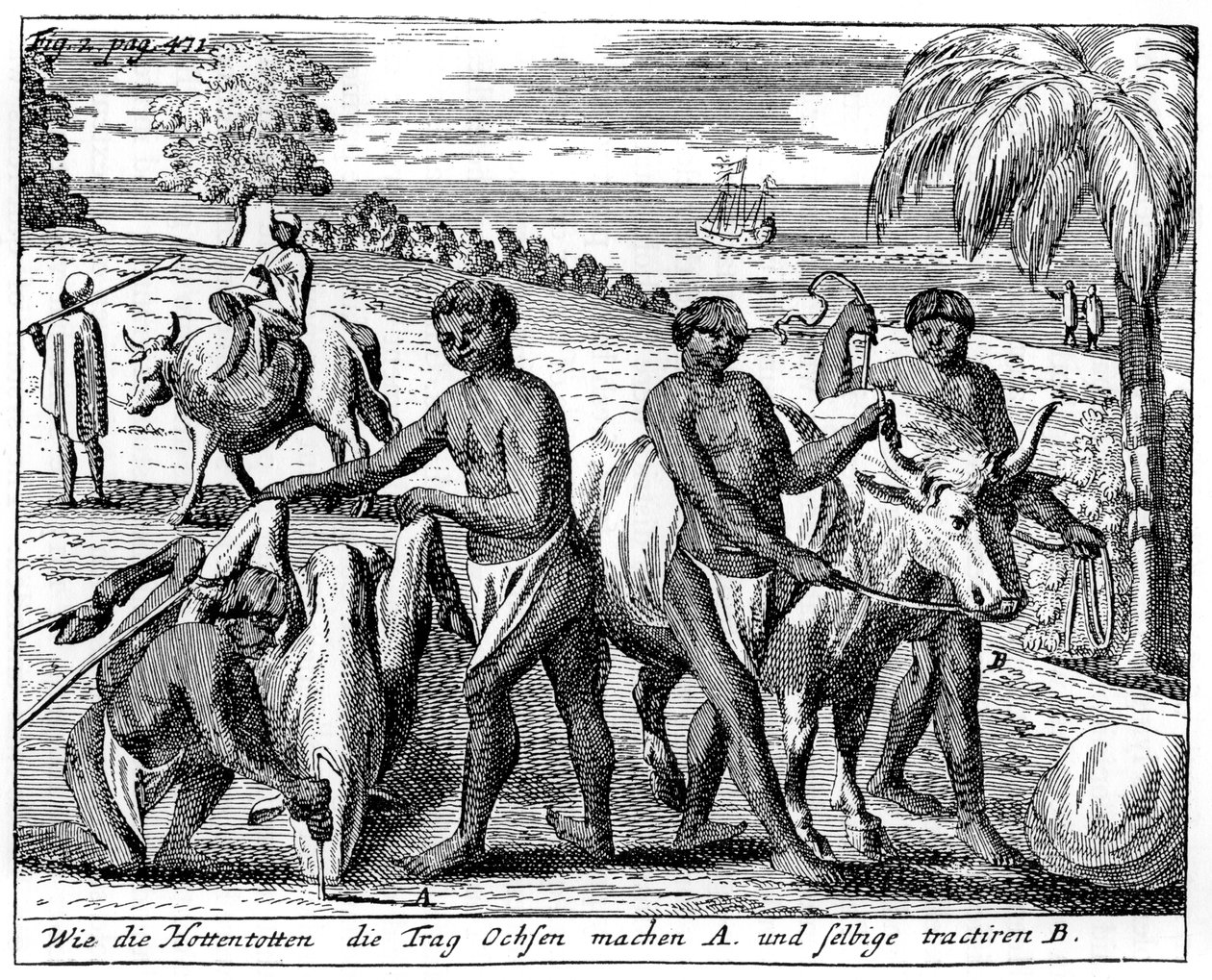 Khoikhois brechen Ochsen ein, Südafrika, 18. Jahrhundert, 1931 von Unbekannt