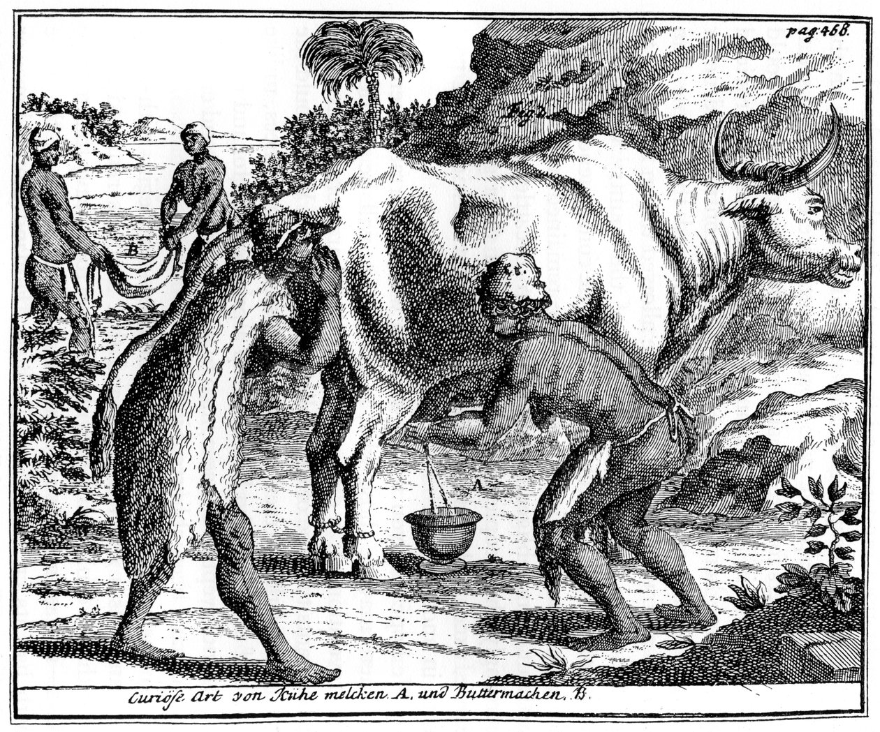 Khoikhois melken Kühe und machen Butter, Südafrika, 18. Jahrhundert 1931 von Unbekannt