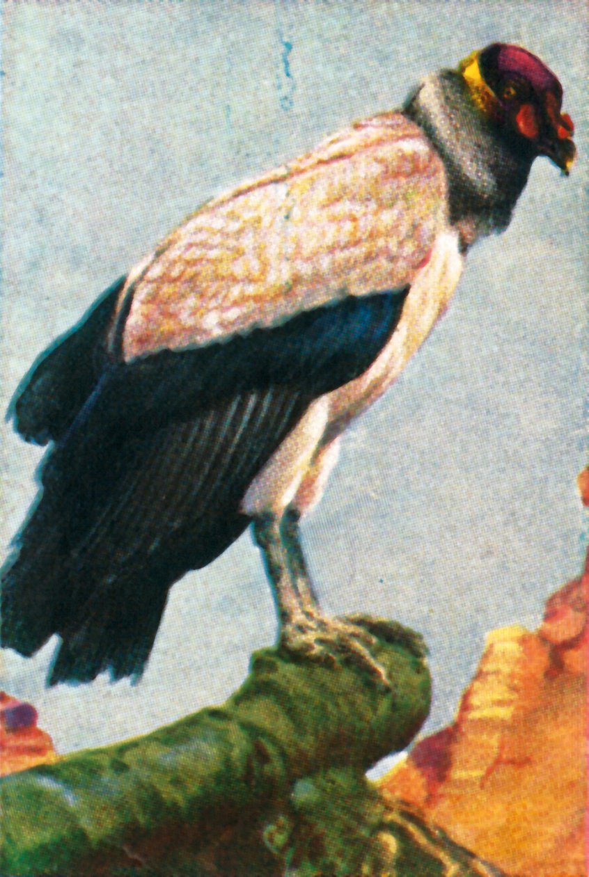 Königsgeier, ca. 1928 von Unbekannt
