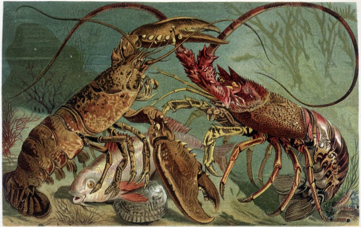Hummer und Hummer im Kampf - in „La Vita degli animali“ von A.E. Brehm, Turin von Unbekannt