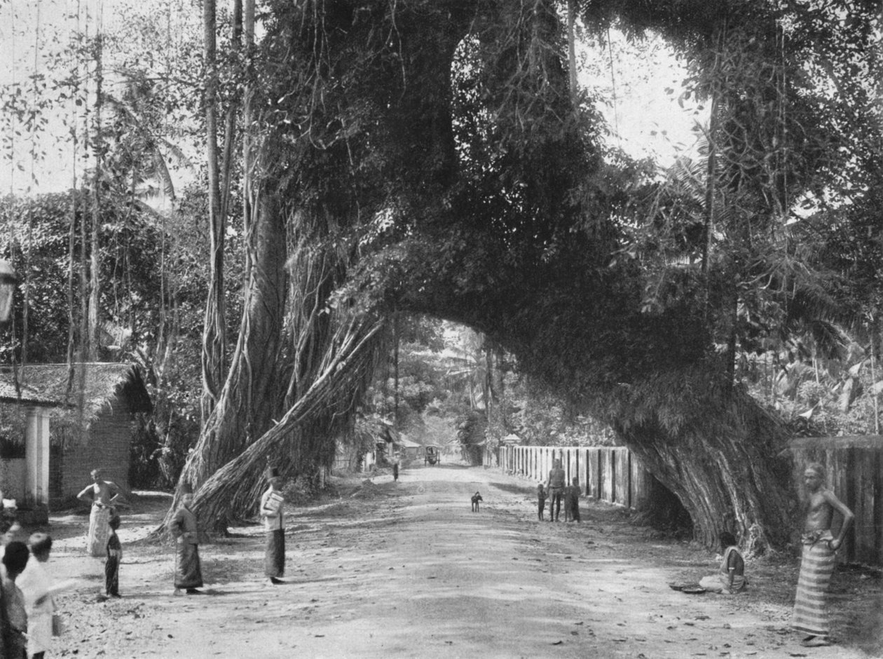 Malerischer alter Feigenbaum Ficus indica an der Straße Colombo-Galle bei Kalutara, 1926 von Unbekannt