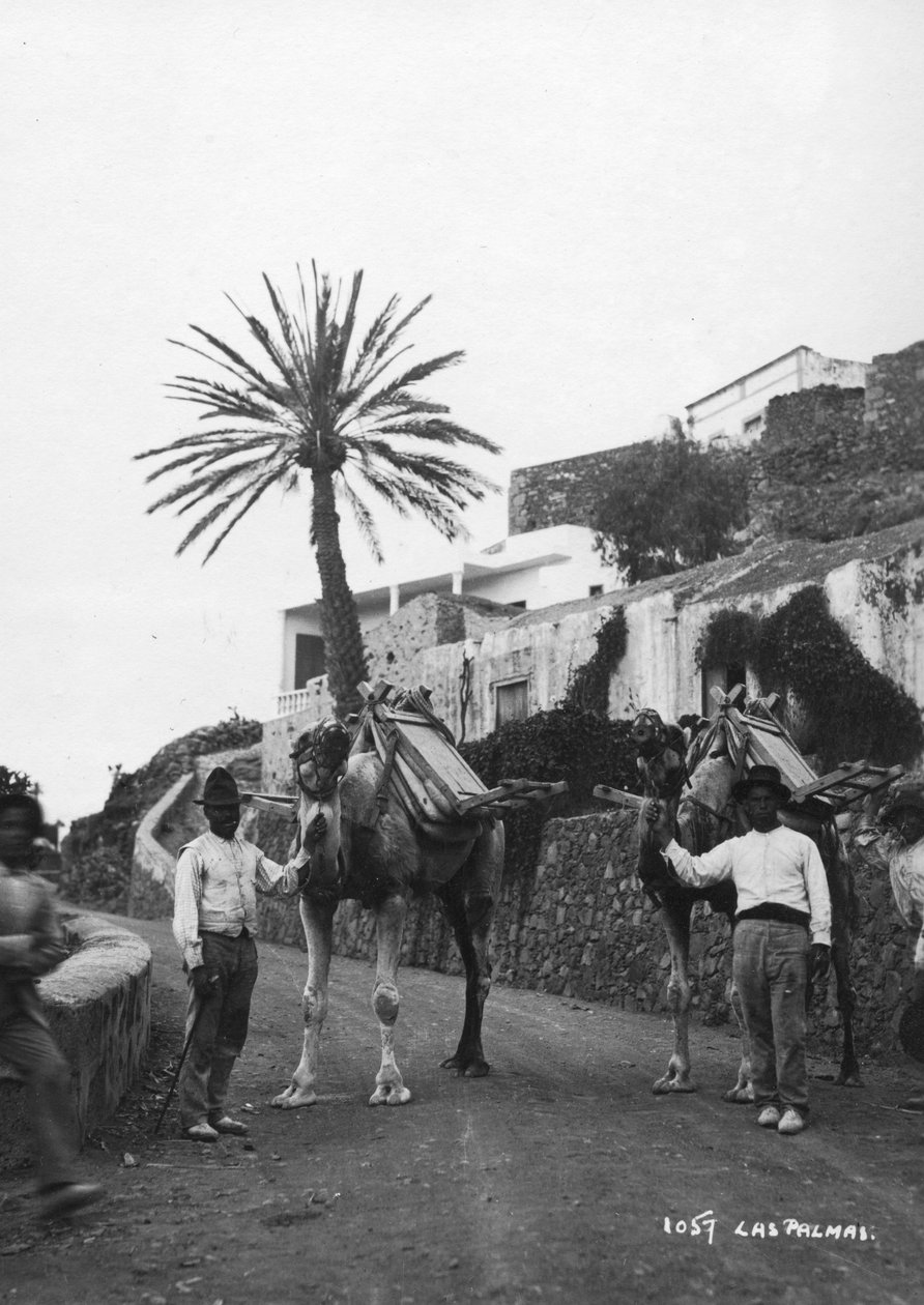 Männer mit Kamelen, Las Palmas, Gran Canaria, Kanarische Inseln, Spanien, ca. 1920er-1930er Jahre von Unbekannt