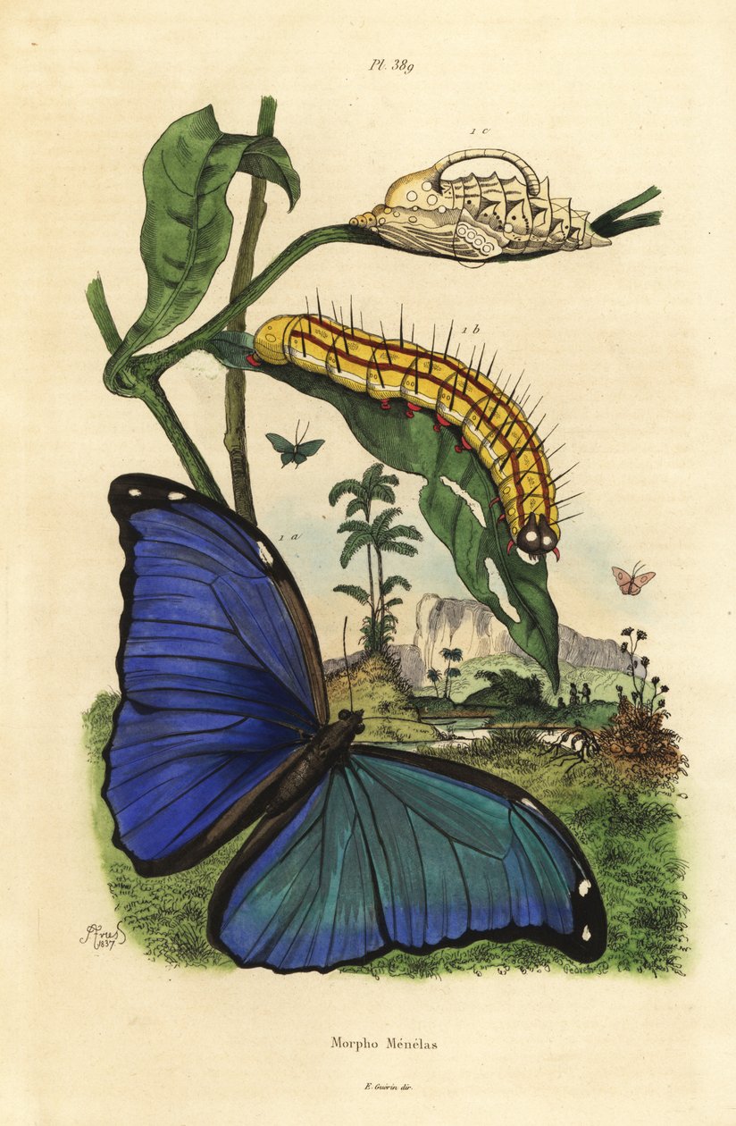 Menelaus-Blauer Morphofalter, Raupe und Puppe von Unbekannt