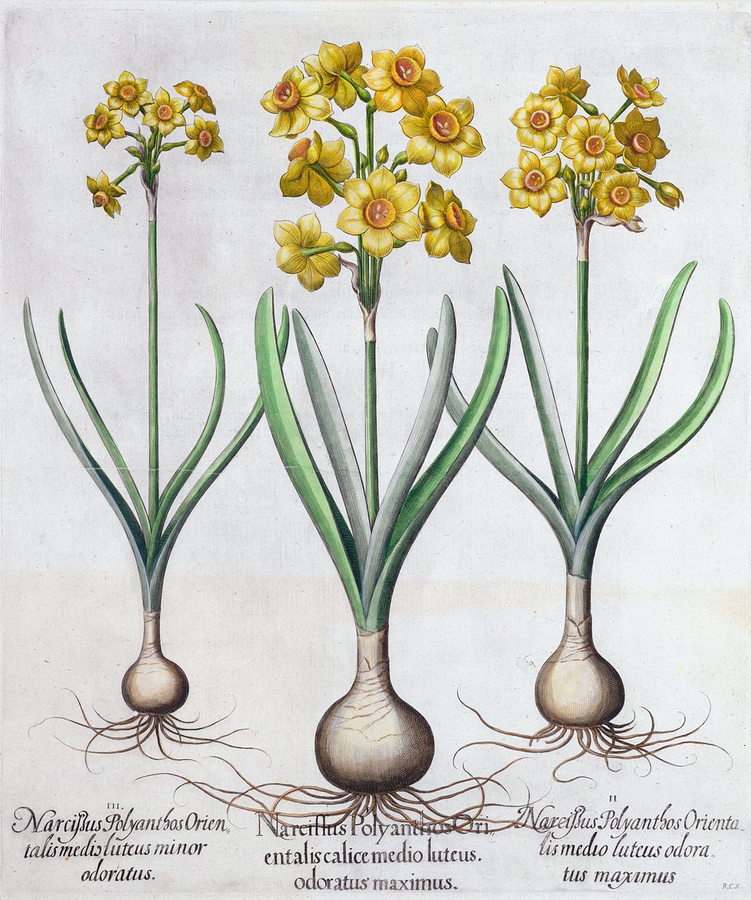 Narzissen, 1613 von Unbekannt