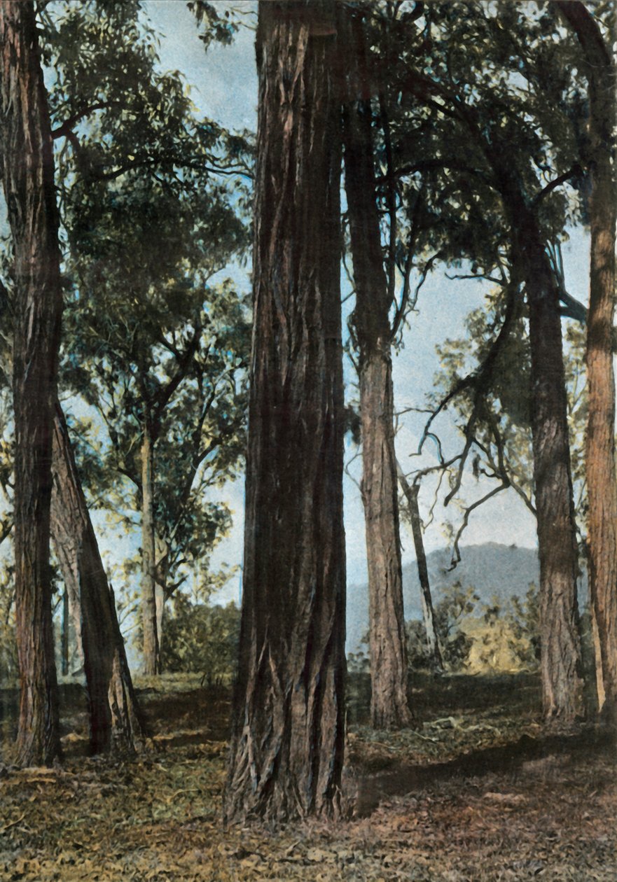 Nouvelle-Guinee. Le Bois De Fer, Papua-Neuguinea - Eisenholzbäume, 1900 von Unbekannt