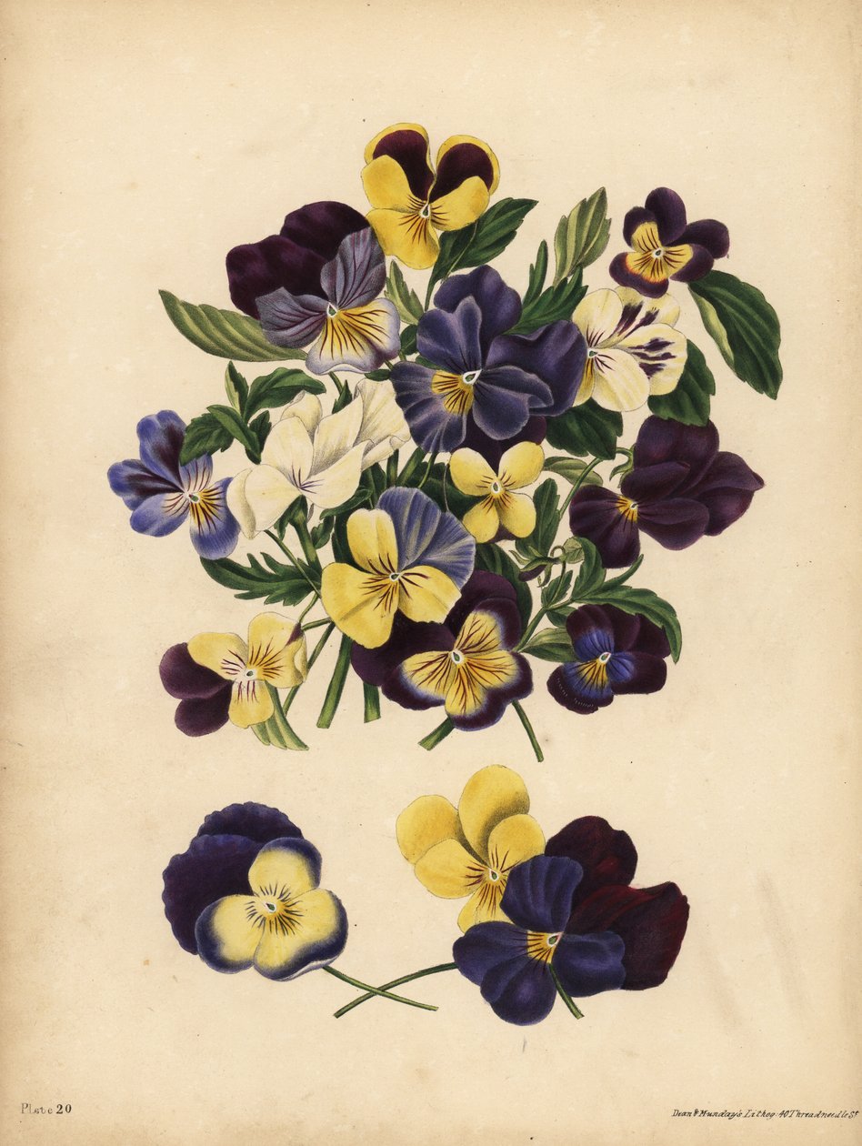 Stiefmütterchen, Pensees oder Herzfreude, Viola tricolor, Gedanken: Du beschäftigst meine Gedanken oder Pensez a Moi von Unbekannt
