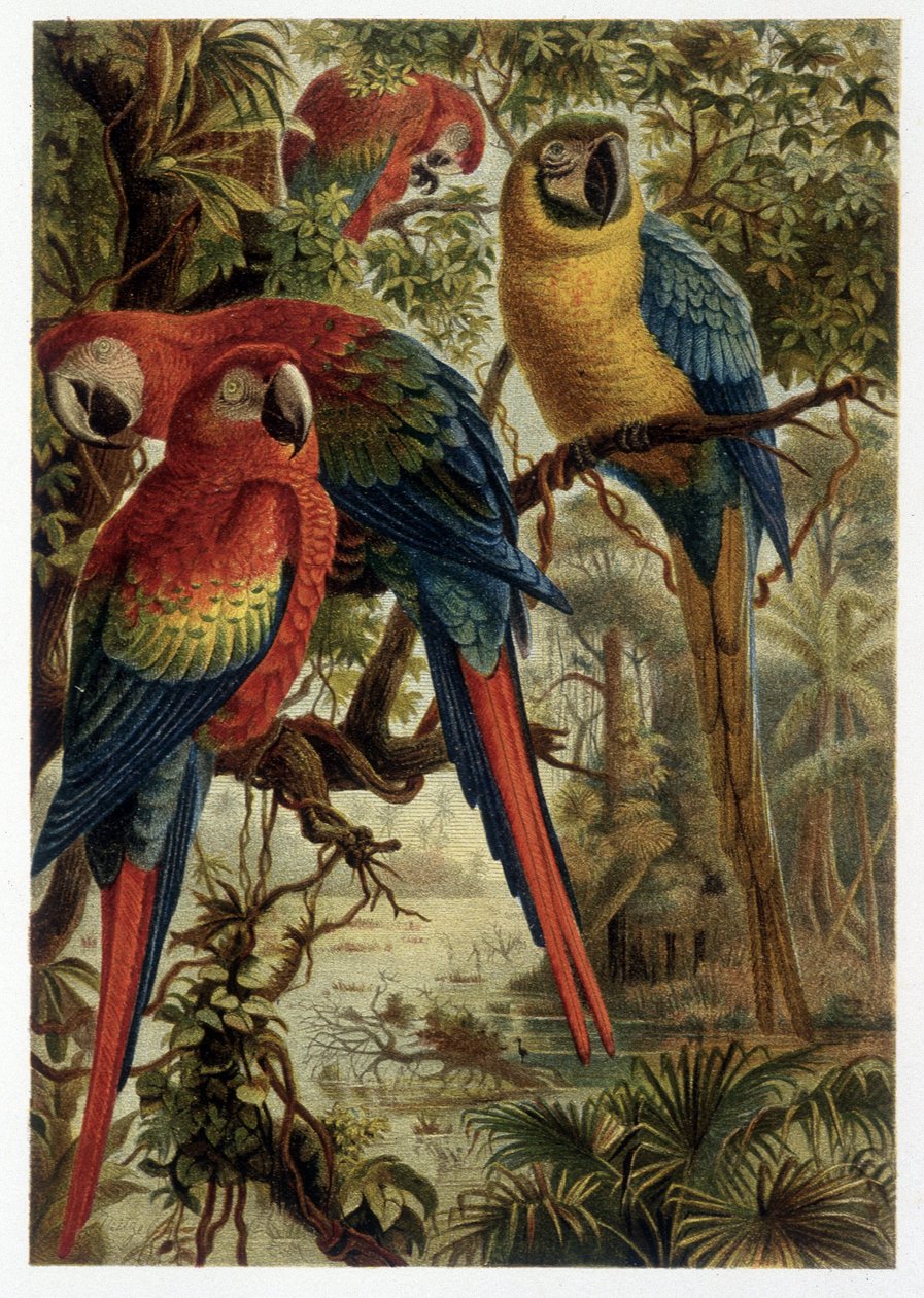 Papageien - in „La vita degli animali“ von A.E. Brehm, Torino von Unbekannt