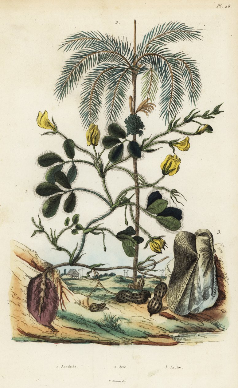 Erdnuss- oder Erdnusspflanze, Arachis hypogaea 1, Betelnusspalme, Areca catechu 2, und Muschel Arca semi-torta, Trisidos semitorta 3 von Unbekannt