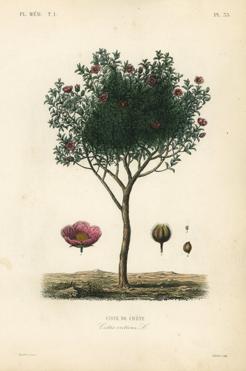 Kretische Zistrose, Cistus creticus von Unbekannt