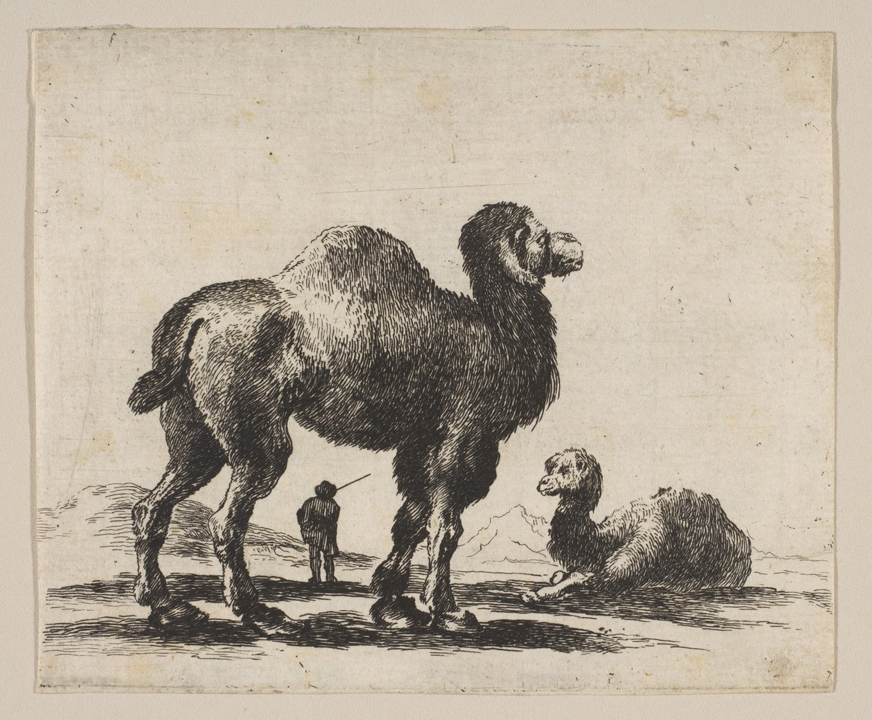 Platte 17: Kamele, aus Verschiedene Tiere Diversi animali, nach 1641 von Unbekannt