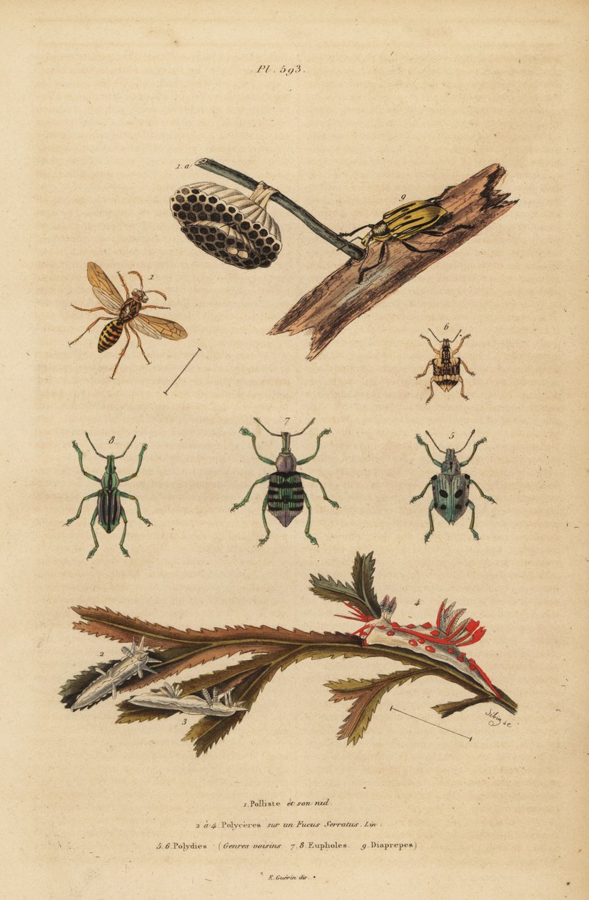 Polistes gallicus, Papierwespe und Nest, Blauer Rüsselkäfer, Eupholus schoenherri, Wurzelrüsselkäfer, Diaprepes abbreviatus, Polycera-Nacktschnecken, Ancula gibbosa, Atlantische Ancula, auf Seetang von Unbekannt
