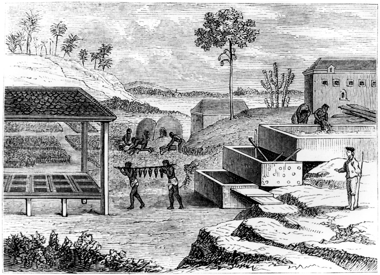 Indigo-Vorbereitung, Santo Domingo, 1873 von Unbekannt
