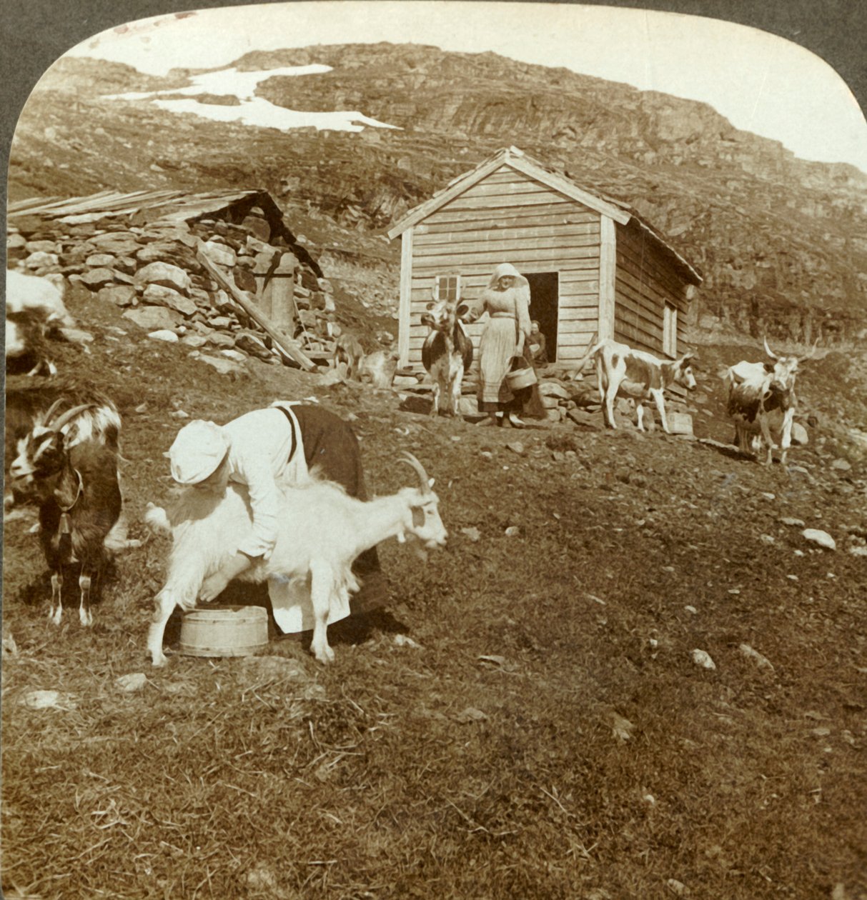 Hübsche norwegische Mädchen hüten Kühe und Ziegen auf den Haukeli-Bergen, Norwegen, ca. 1905 von Unbekannt