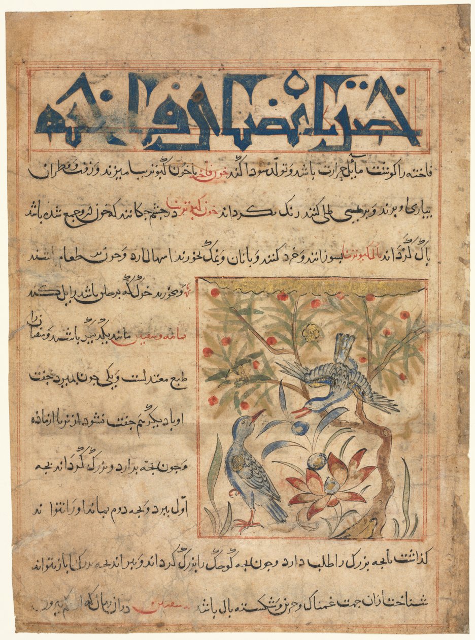Eigenschaften von Ringtauben recto aus einem Manafi al-Hayawan Über die Nützlichkeit von Tieren, ca. 1300 von Unbekannt