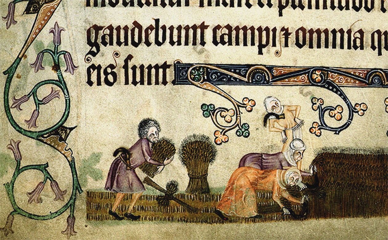 Ernten und Binden von Garben aus dem Luttrell Psalter, um 1330 von Unbekannt