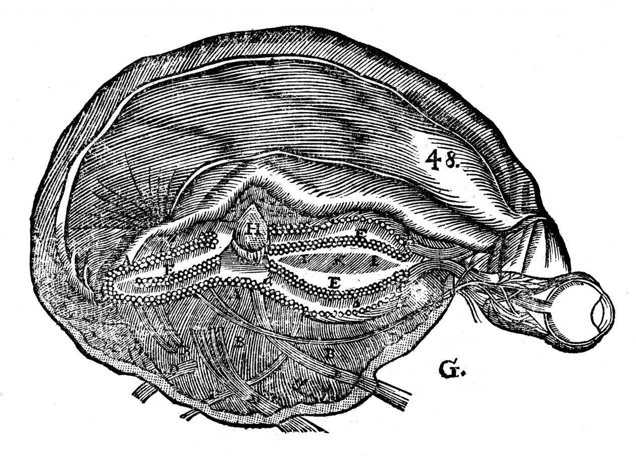 Rene Descartes Diagramm des menschlichen Gehirns und Auges, 1692 von Unbekannt