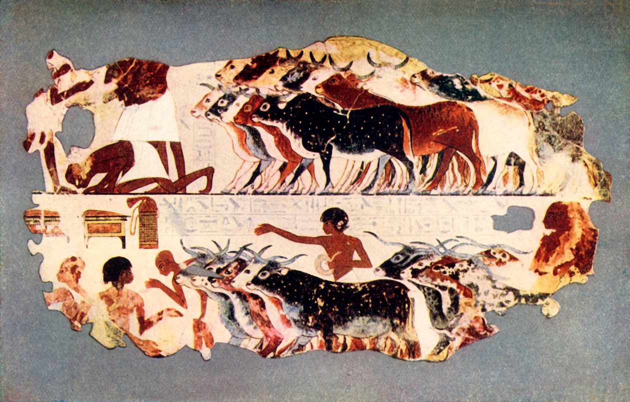Szene, die das Treiben einer großen Rinderherde auf einer ägyptischen Farm darstellt, ca. 1350 v. Chr., 1915 von Unbekannt