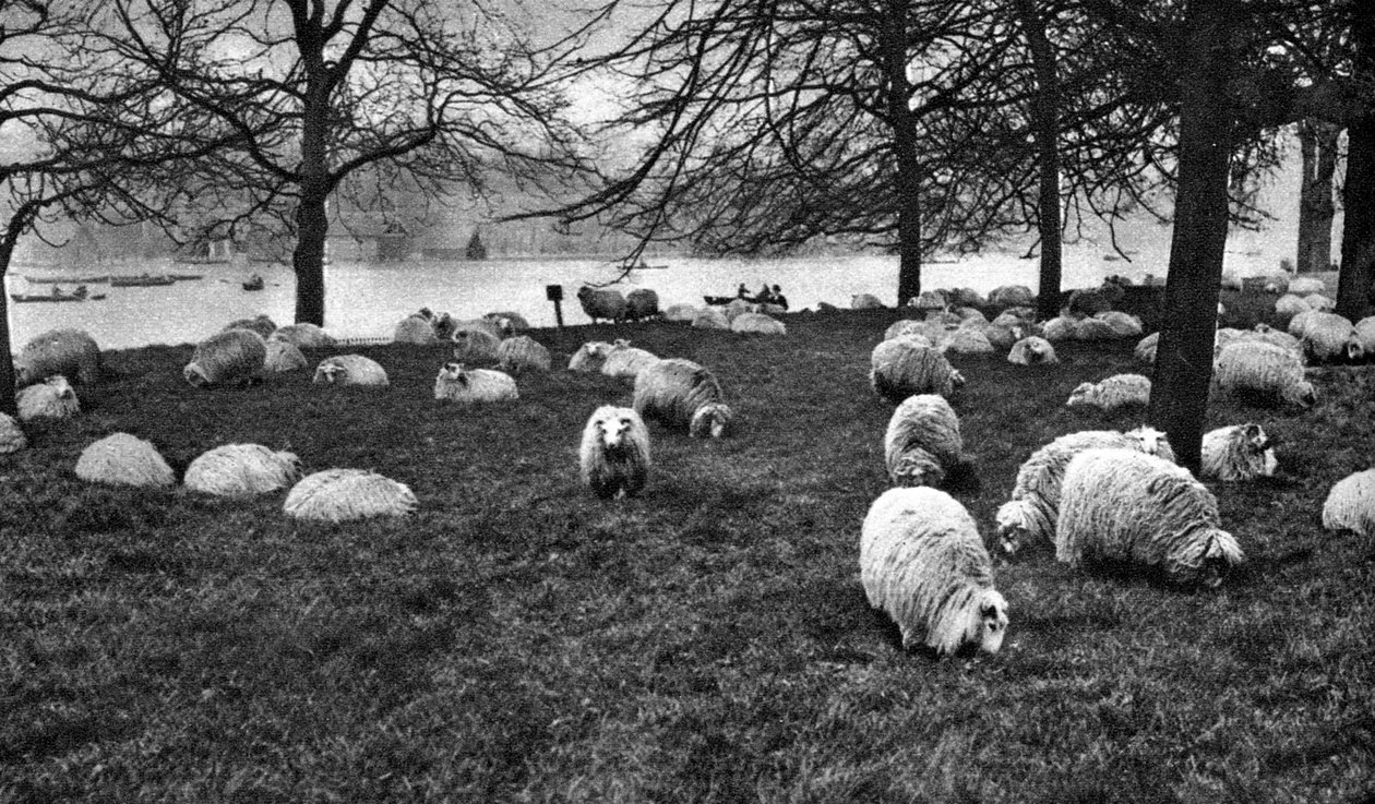 Schottische Schafe am Serpentine, Hyde Park, London von Unbekannt