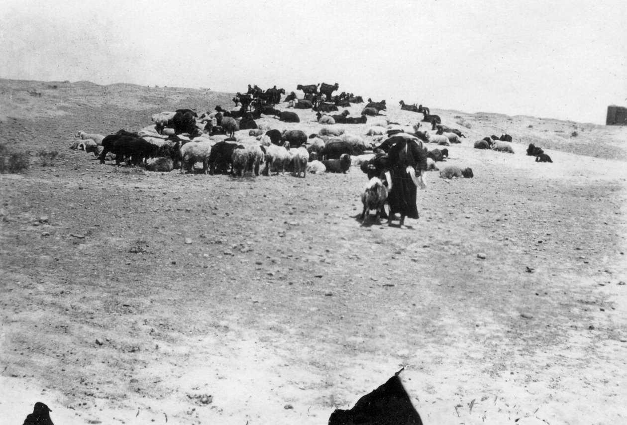 Schafe weiden außerhalb von Samarra, Mesopotamien, 1918 von Unbekannt